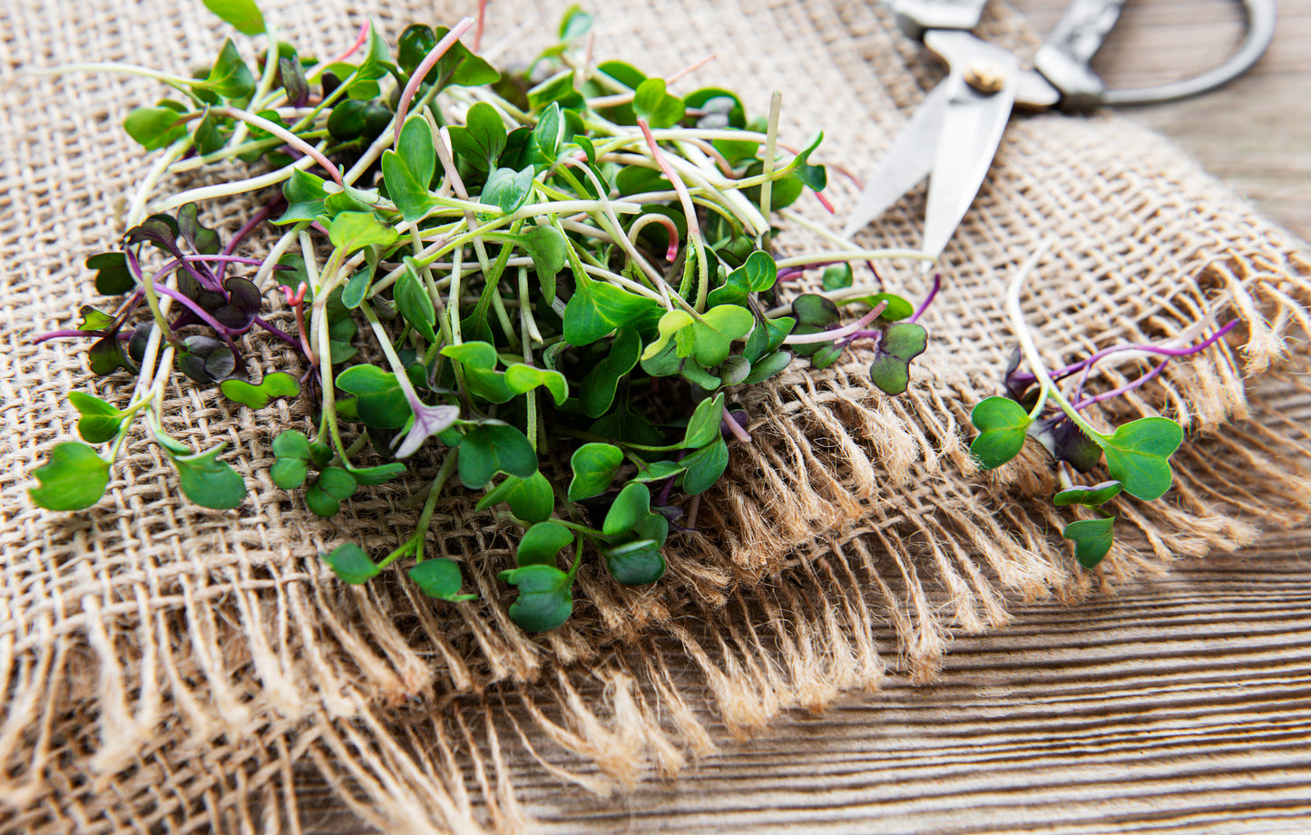 Crunch Mix Microgreens