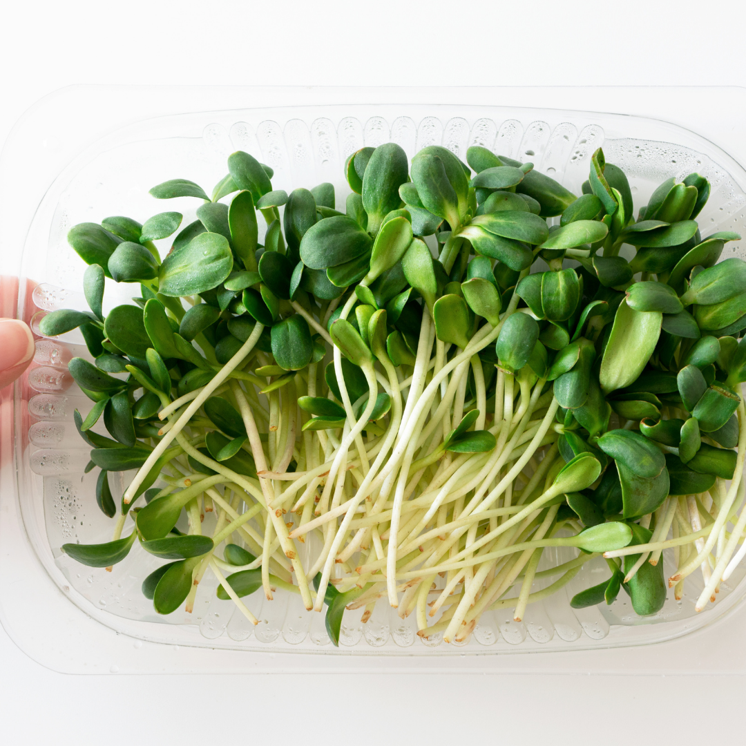 Sun Flower Microgreens