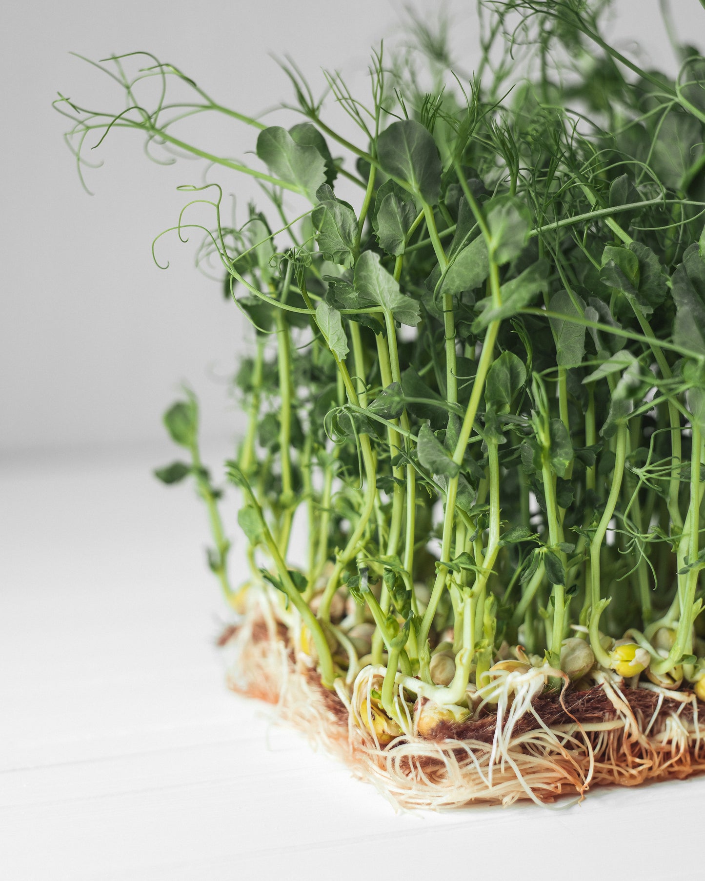 Pea Microgreens