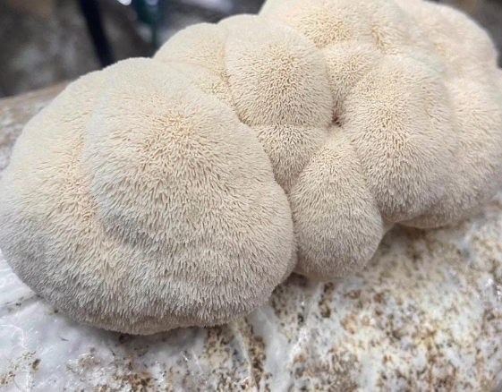 Lions Mane