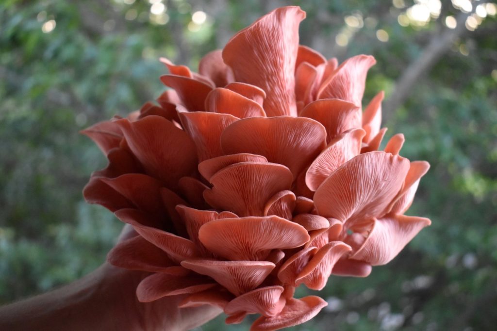 Pink Oyster Mushrooms