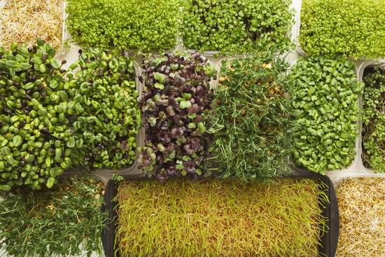 Microgreens – Oasis Farms