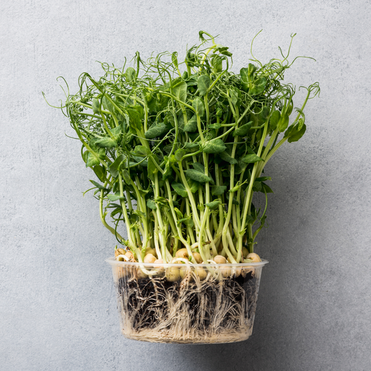 Pea Microgreens