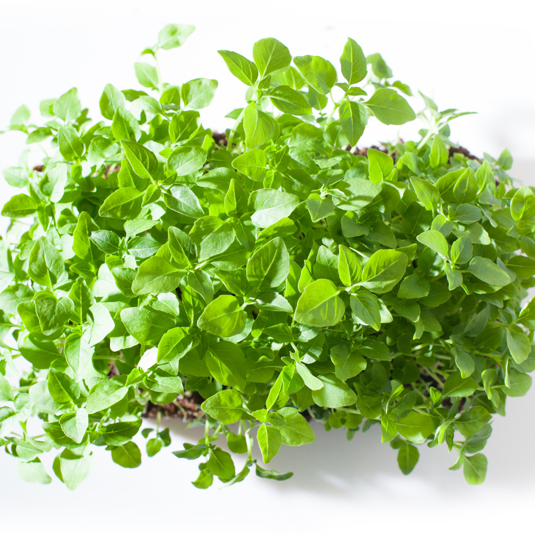 Pea Microgreens