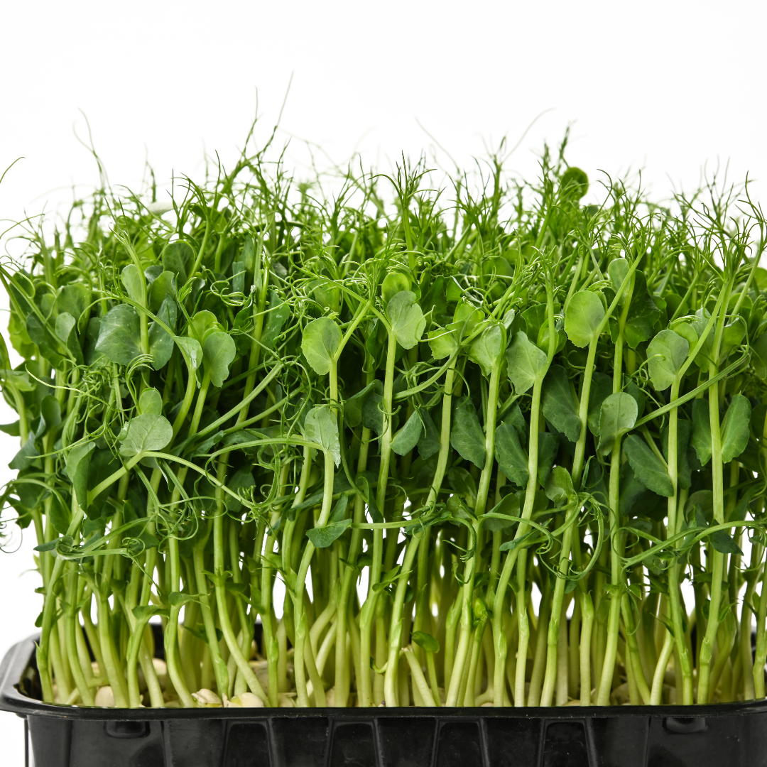 Pea Microgreens