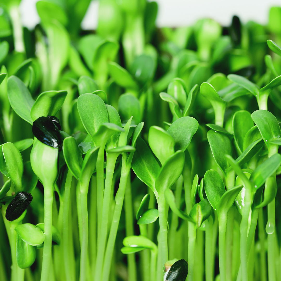 Sun Flower Microgreens
