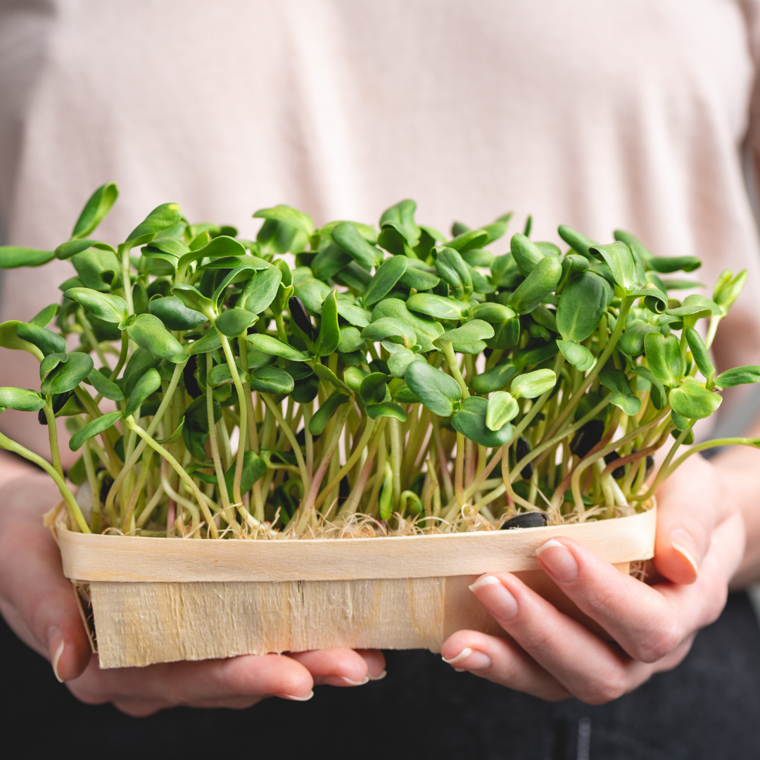 Sun Flower Microgreens