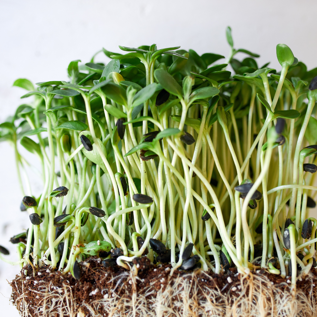 Sun Flower Microgreens