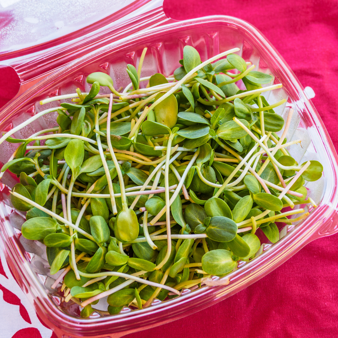 Sun Flower Microgreens