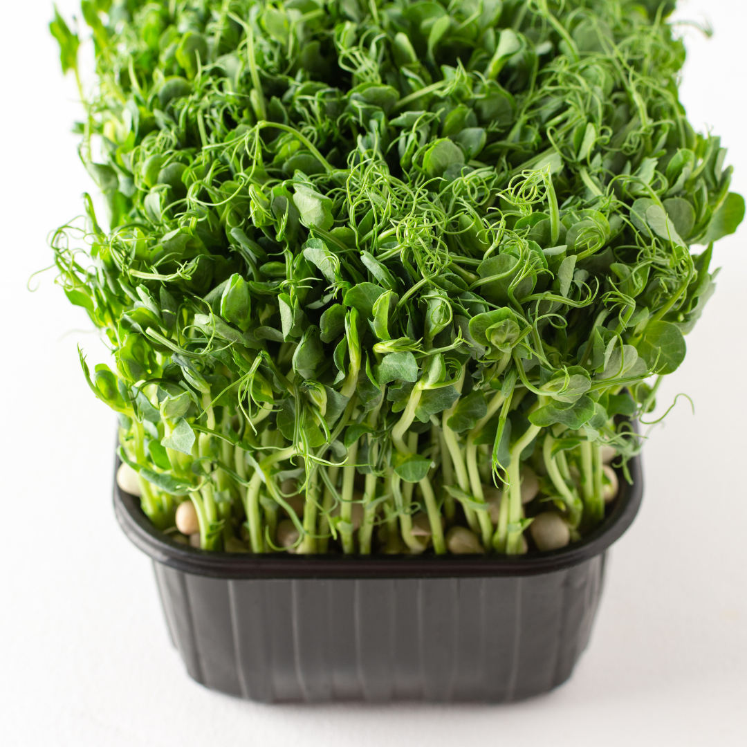 Pea Microgreens