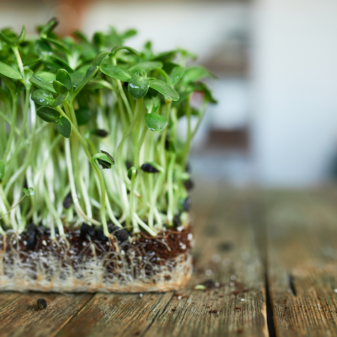 Sun Flower Microgreens