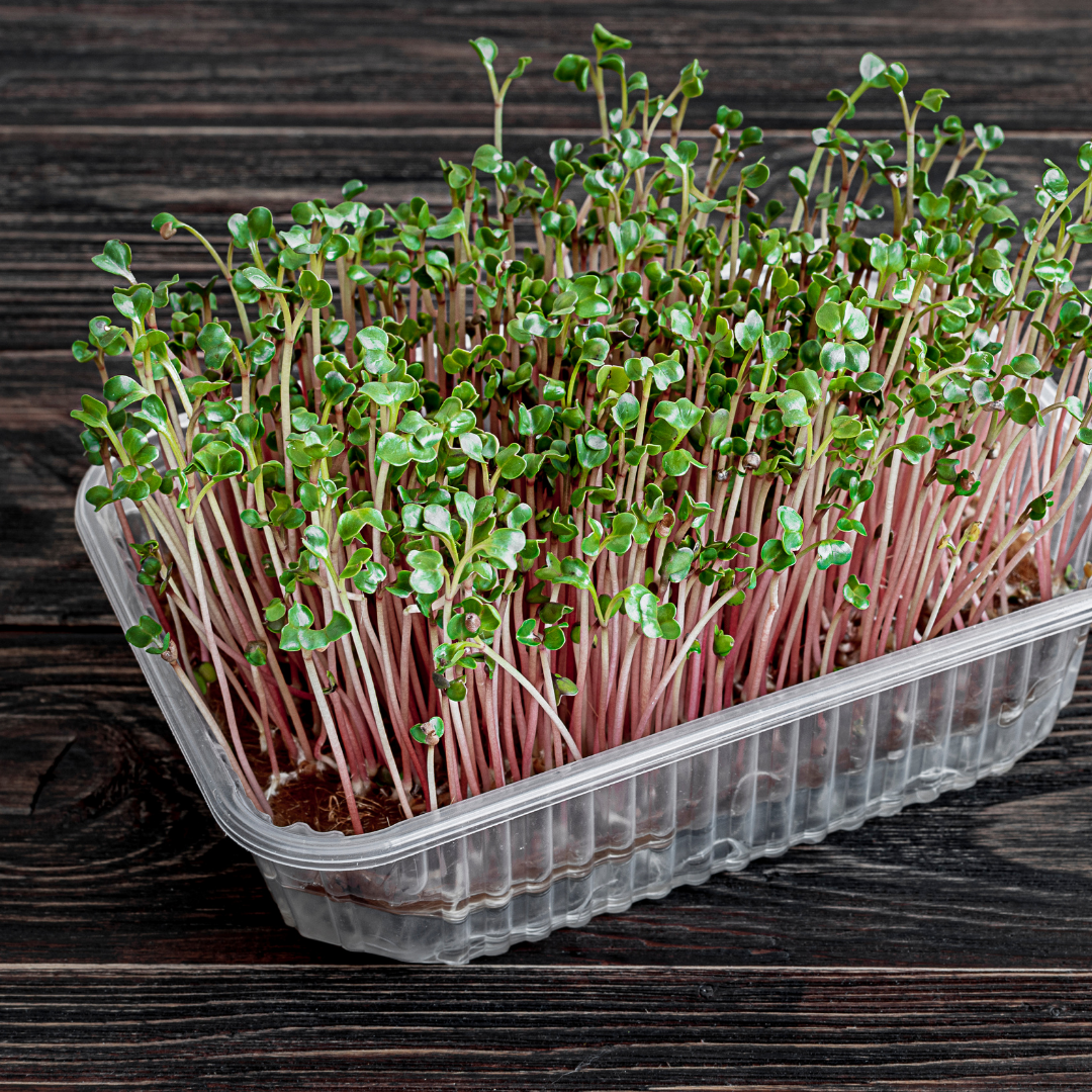 Radish Microgreens