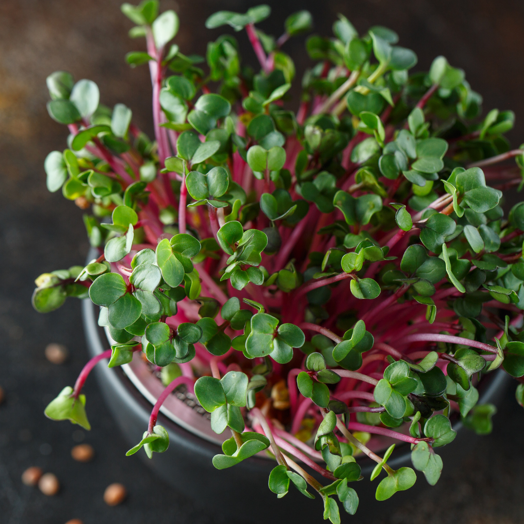 Radish Microgreens