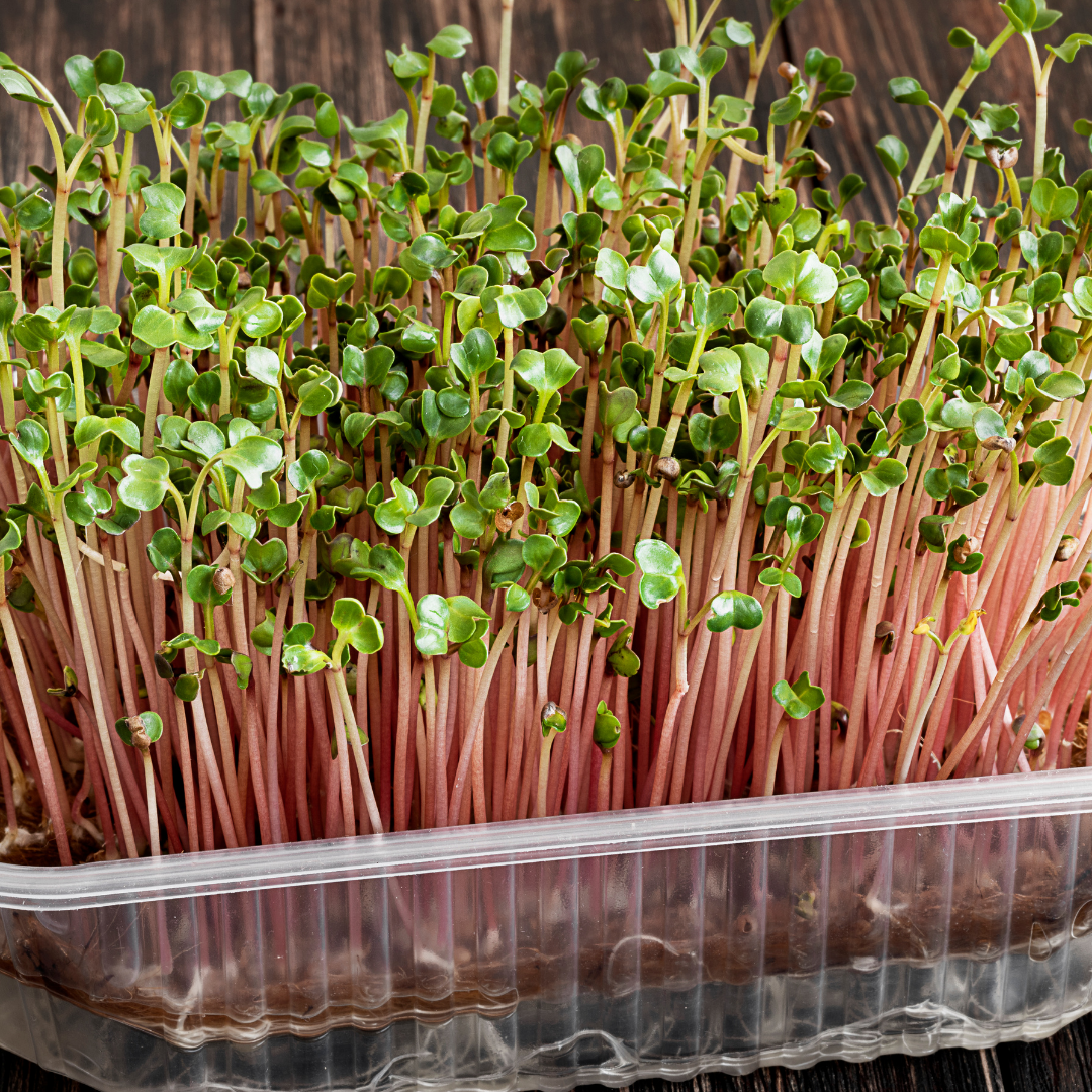 Radish Microgreens