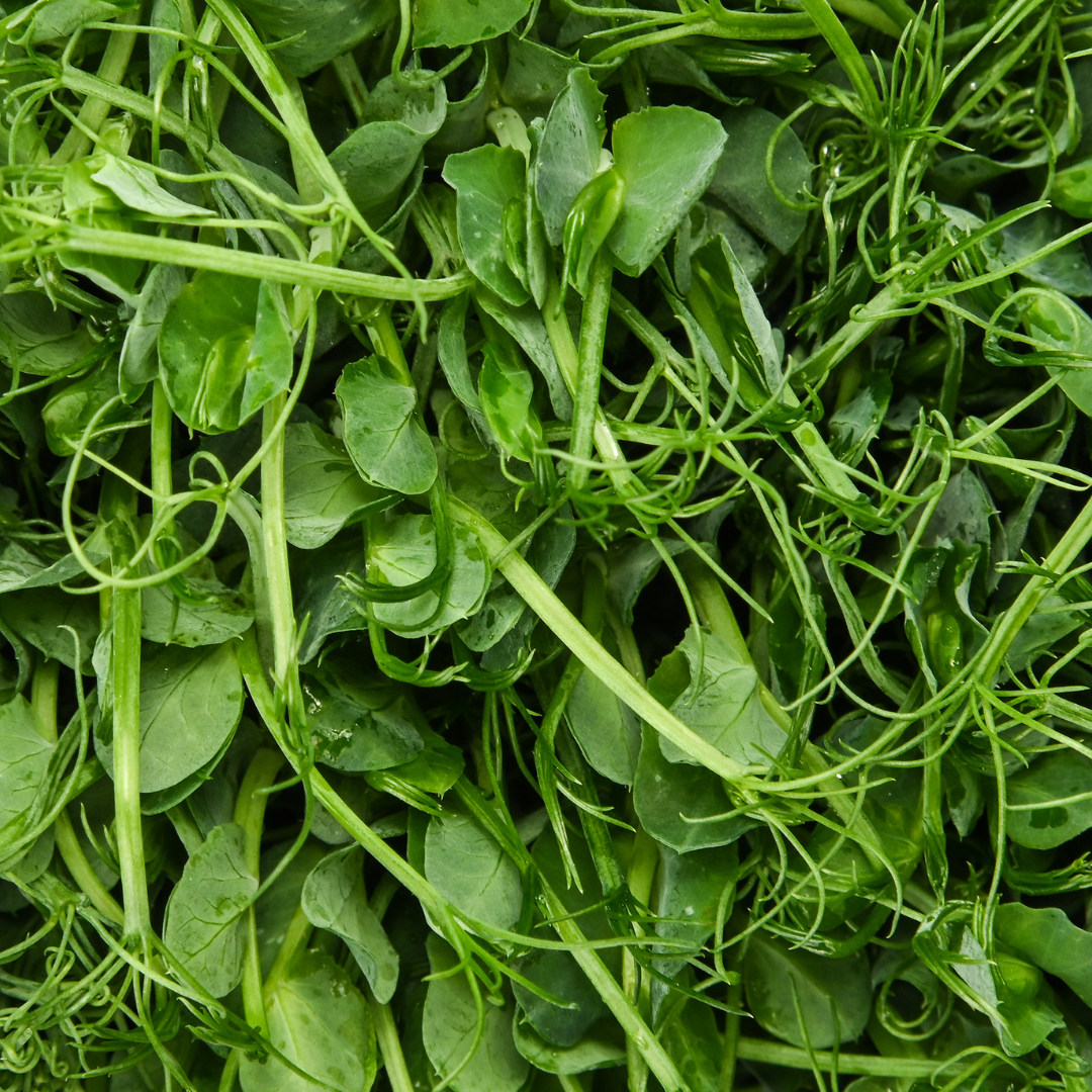 Pea Microgreens