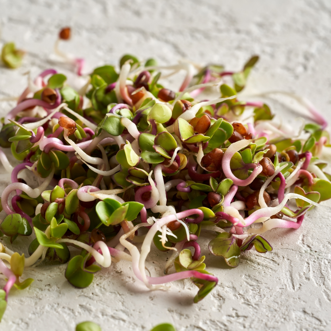 Radish Microgreens