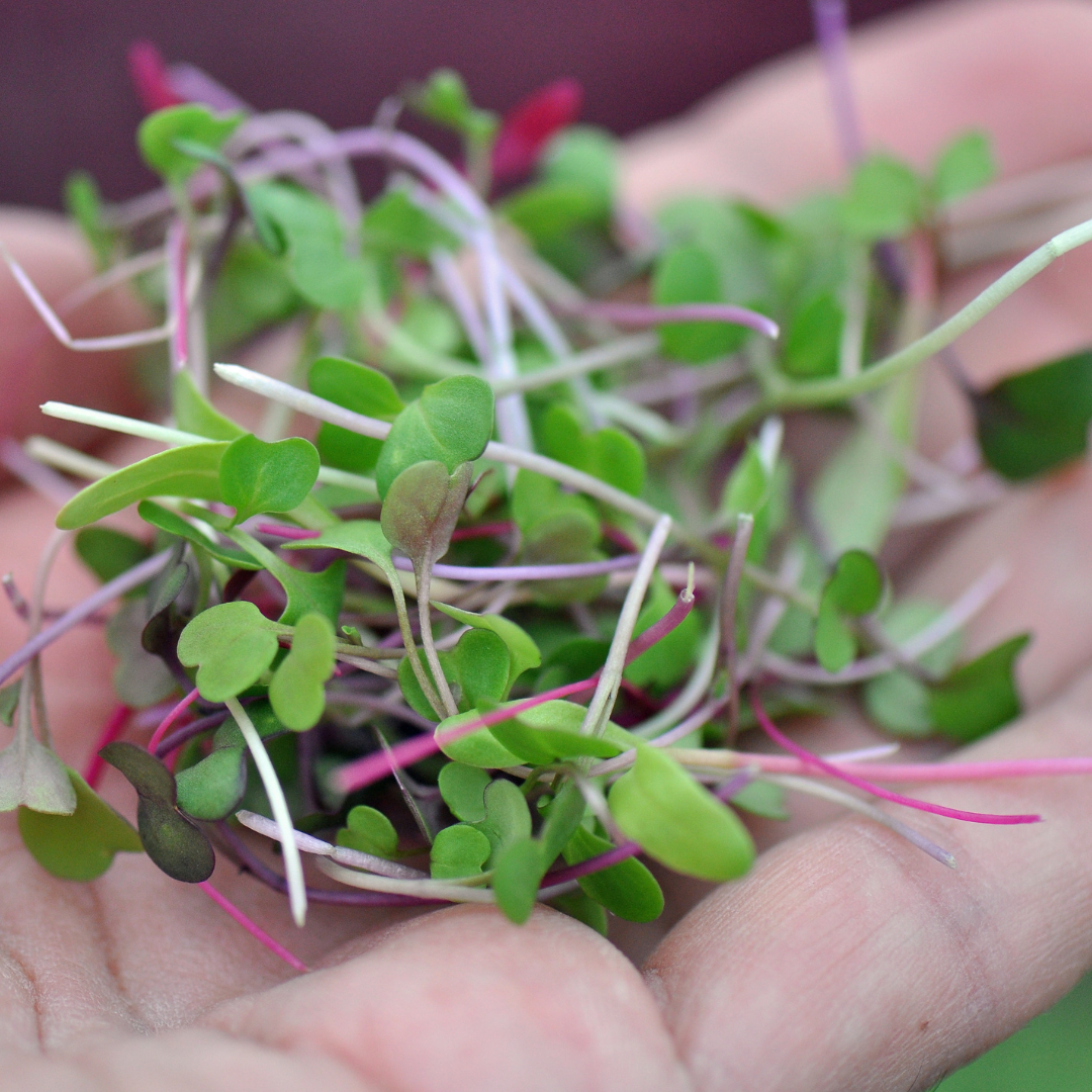 Crunch Mix Microgreens