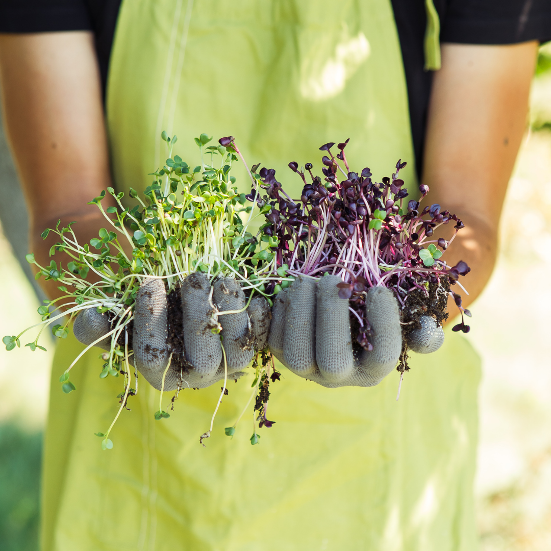 Crunch Mix Microgreens