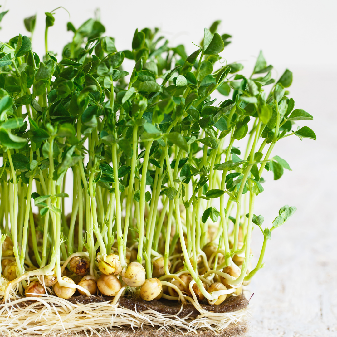 Pea Microgreens