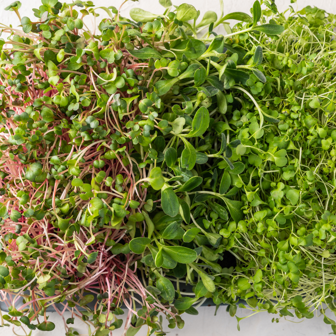 Crunch Mix Microgreens