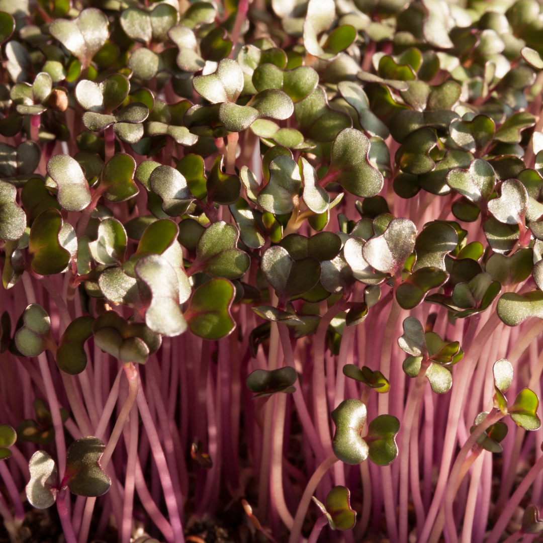 Radish Microgreens