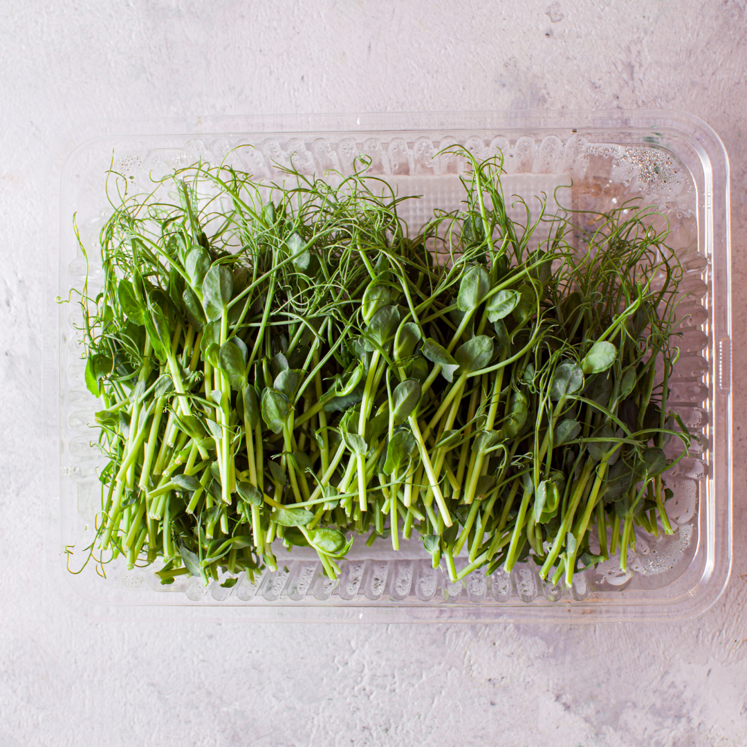 Pea Microgreens