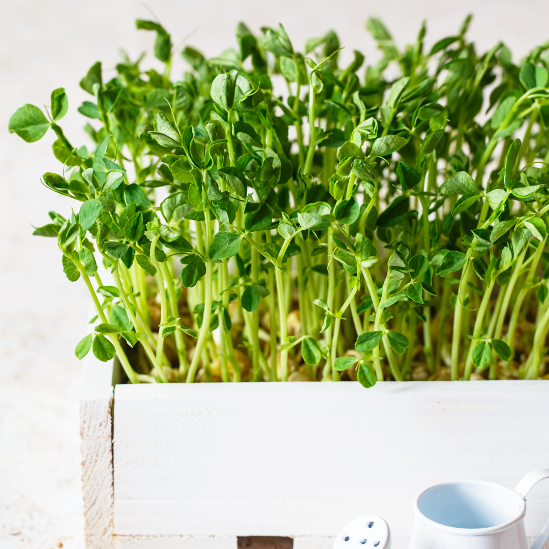 Pea Microgreens