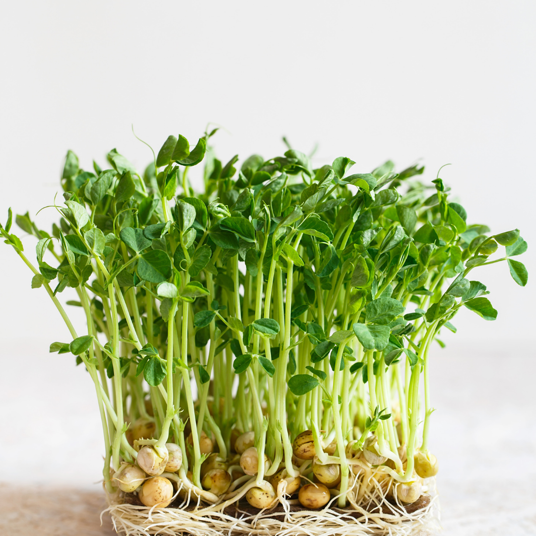 Pea Microgreens