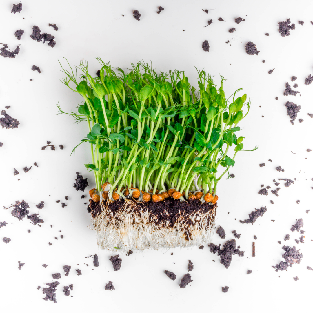Pea Microgreens