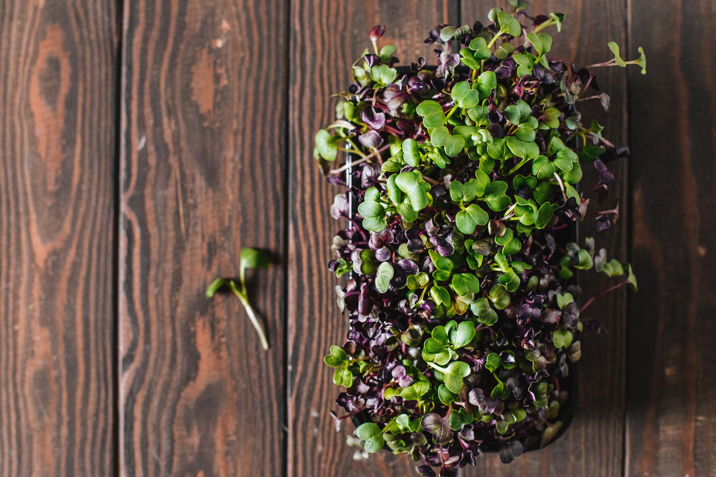 Radish Microgreens