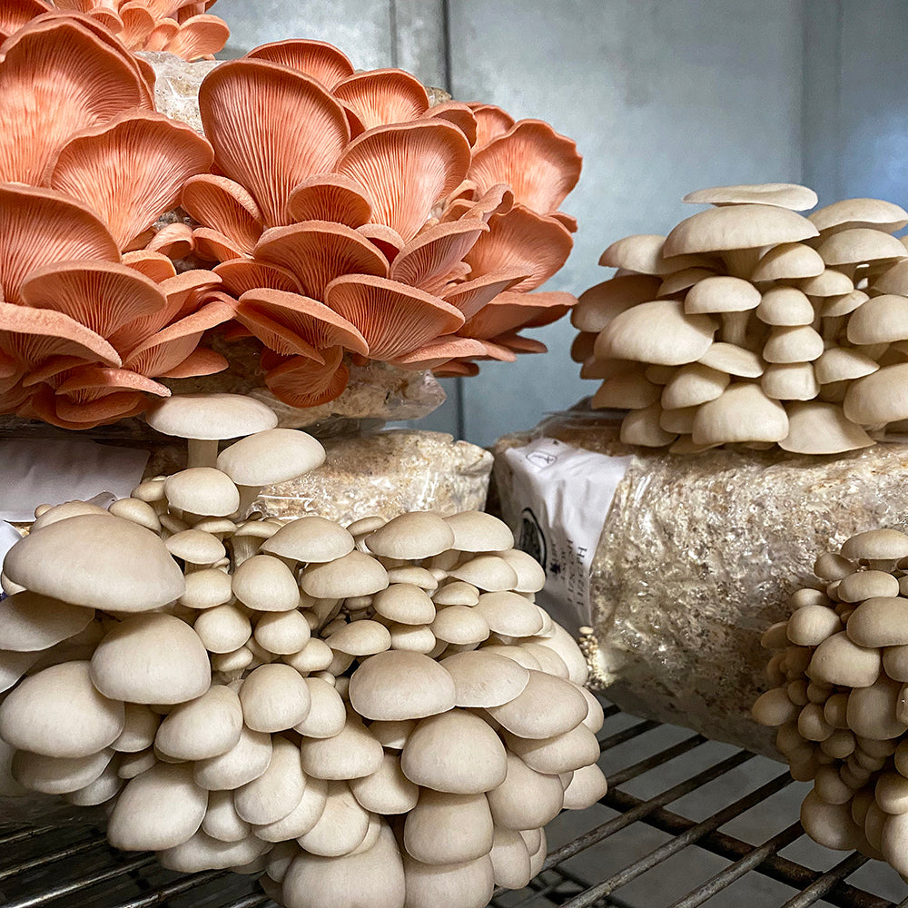 PoHu Oyster Mushroom