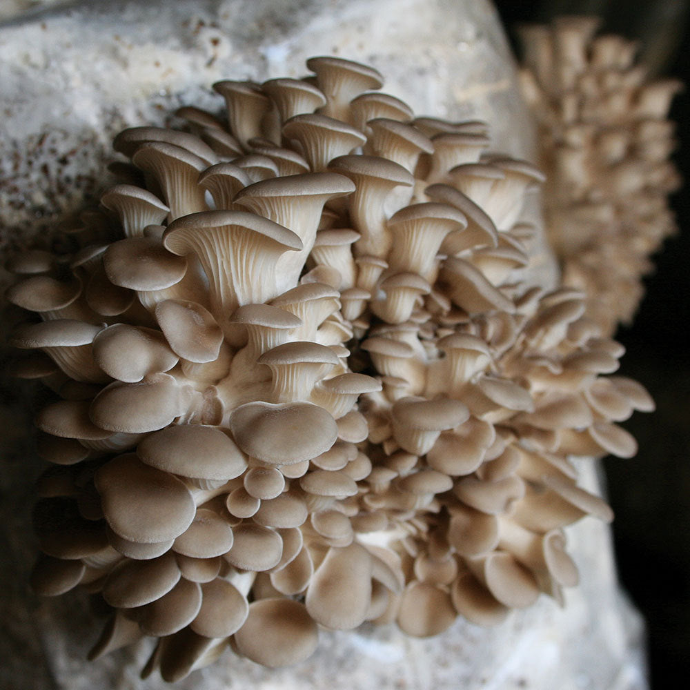 PoHu Oyster Mushroom