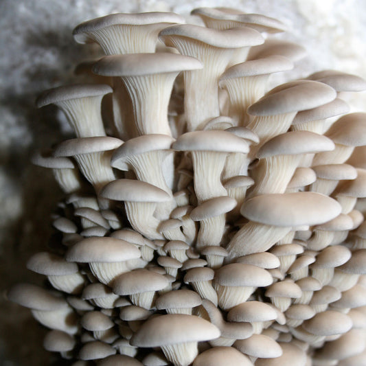 PoHu Oyster Mushroom