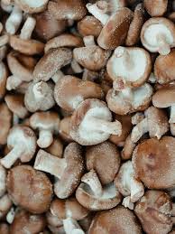 Shiitake Mushrooms